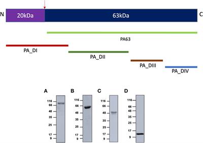 Recombinant full-length Bacillus Anthracis protective antigen and its 63 kDa form elicits protective response in formulation with addavax